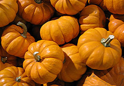pumpkins